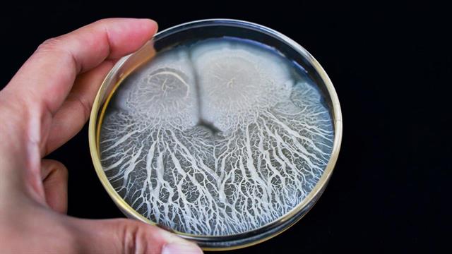 Bacillus subtilis: Το μικρόβιο της χρονιάς