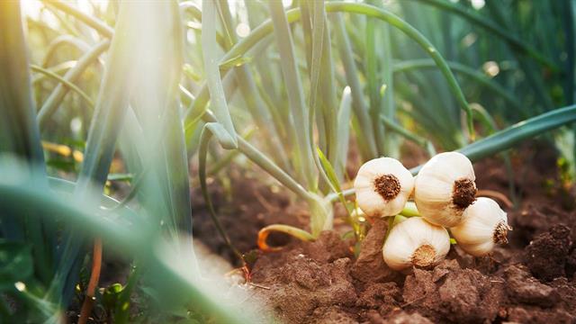 Σκόρδο Πλατύκαμπου Θεσσαλίας - Ελιξίριο, που τρέλανε τους Ιάπωνες