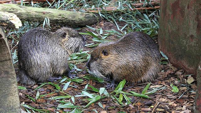 Ιός H5N1 με ασυνήθιστη μετάλλαξη στην Ισπανία