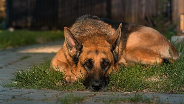 Σκουλήκι της καρδιάς σε κατοικίδιο: Όσα πρέπει να γνωρίζετε