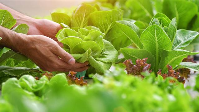 Μαρούλι: Ενυδατώνει και χτίζει γερά οστά