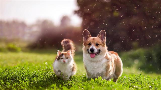 Μύθοι και αλήθειες για τα κατοικίδια