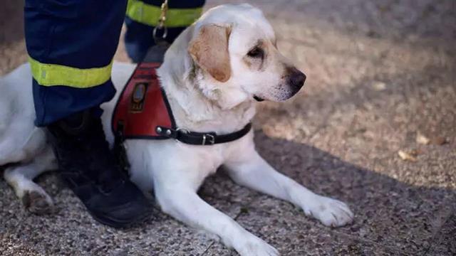 Φιντέλ, Τάλως, Εκτωρ: Tα σκυλιά της ΕΜΑΚ που σώζουν ζωές