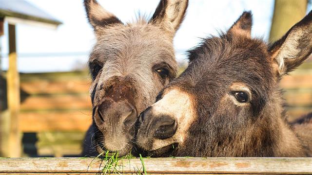 Γάλα γαϊδούρας: Είναι τόσο καλό όσο λένε;
