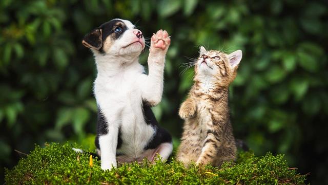 ECDC: Ποια ζώα μεταδίδουν πιο εύκολα τον κορωνοϊό [μελέτη]