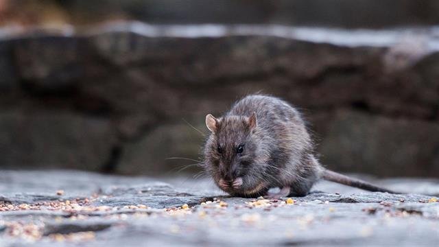 Οι αρουραίοι φέρουν παραλλαγές του ιού SARS-CoV-2 [Μελέτη]