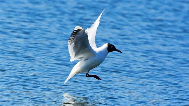Αυξημένα κρούσματα γρίπης πτηνών σε μαυροκέφαλους γλάρους - Εκτίμηση κινδύνου από το ECDC