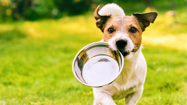 Δράση εθελοντικής συμμετοχής για τη φροντίδα των αδέσποτων ζώων συντροφιάς του Δήμου Δράμας
