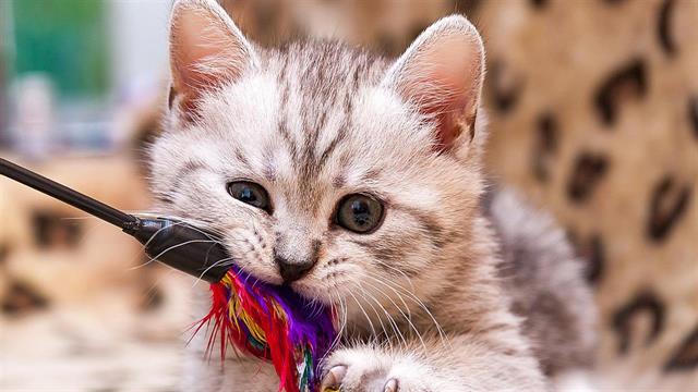 Πώς θα κρατήσω τη γάτα μου δραστήρια;