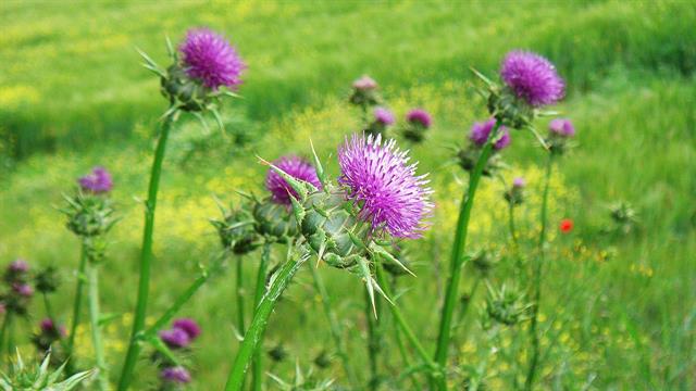 Πασίγνωστο αγριόχορτο αντιμετωπίζει τη νεανική ακμή - Μελέτη με ελληνική συμμετοχή