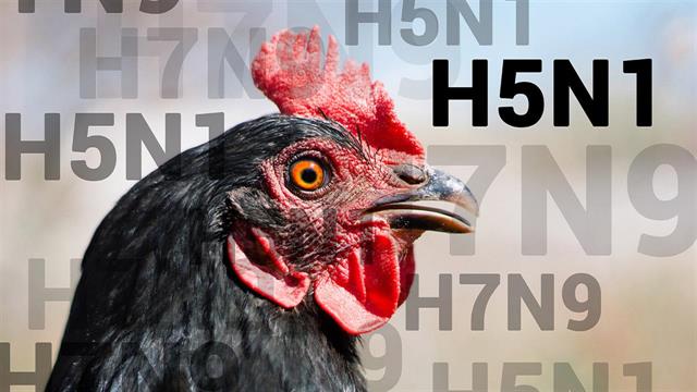 Γρίπη των πτηνών: Oδεύουμε προς πανδημία;