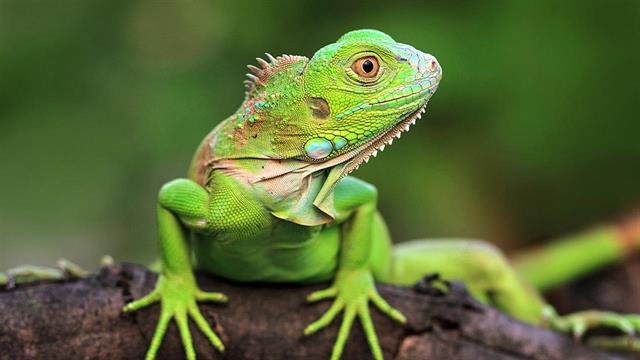 Κορίτσι μολύνθηκε από Mycobacterium marinum μετά από δάγκωμα ιγκουάνα