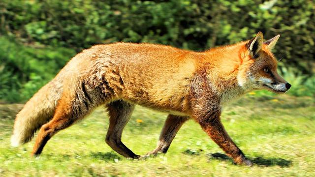 Έναρξη εμβολιασμών ζώων για τη λύσσα στην Κεντρική Μακεδονία