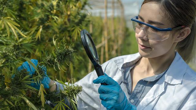 Πάνω από 500.000 Ευρωπαίοι ασθενείς θα έχουν πρόσβαση στην ιατρική κάνναβη το 2023