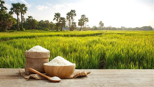 Η μεγαλύτερη έλλειψη ρυζιού των τελευταίων 20 ετών παγκοσμίως