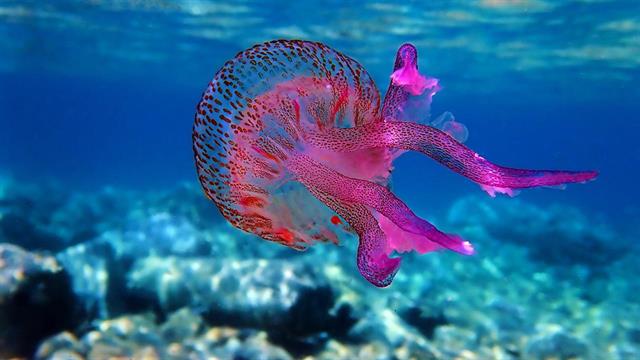 Μωβ Μέδουσες: Πού έχουν κάνει ήδη την εμφάνισή τους στην Ελλάδα