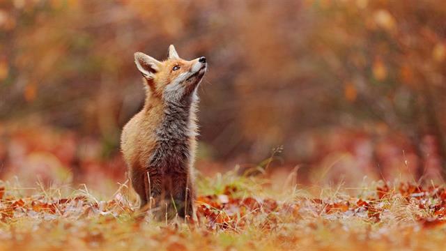 Το πρώτο νοσοκομείο περίθαλψης άγριας πανίδας
