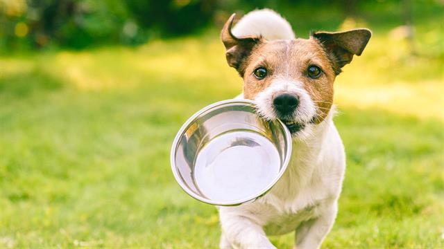 ΕΟΦ: Ανακαλούνται παρτίδες κτηνιατρικού φαρμάκου