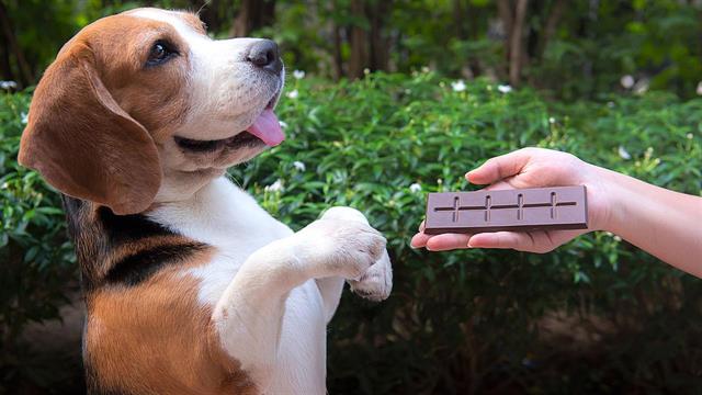 Δίνω πολλές λιχουδιές στο ζώο μου;