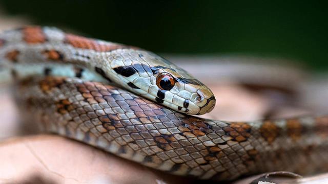 Τι γίνεται με τις 400 δόσεις αντιοφικών ορών;