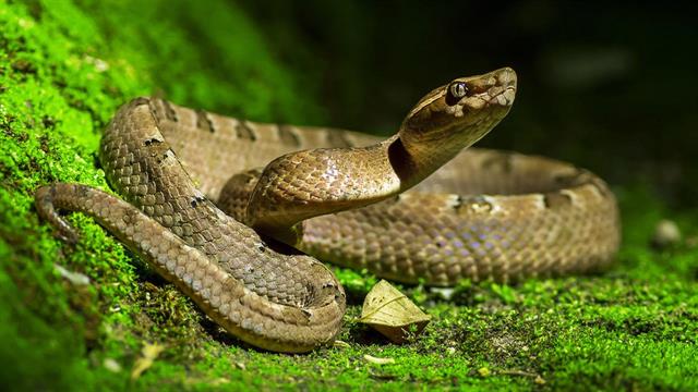 123 φιαλίδια τα αποθέματα σε αντιοφικούς ορούς - Τι λέει το Παστέρ