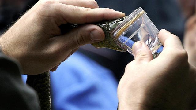 83 νοσηλείες από δήγματα φιδιών στην Ελλάδα, ορισμένες σε ΜΕΘ - Πότε χορηγείται αντιοφικός ορός