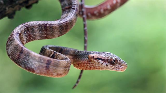 Φόβος των φιδιών: Τι μπορούμε να κάνουμε;