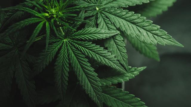 Απολογισμός ΚΕΘΕΑ: Η κάνναβη βασική ουσία χρήσης