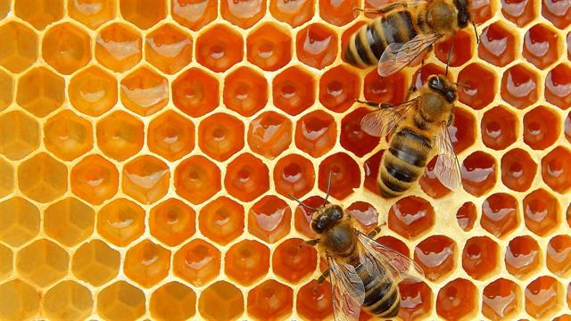 Η πρόπολη ενισχύει την ανοσιακή απόκριση και μειώνει τις ελεύθερες ρίζες σε ανθρώπους με HIV [μελέτη]