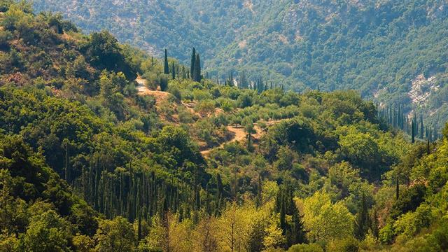 ΕΕ: Νέος κανονισμός για προϊόντα μηδενικής αποψίλωσης δασών