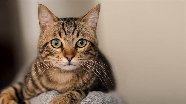 Γρίπη πτηνών σε γάτες - Σε μετάλλαξη ο ιός - Συμβουλές από το ECDC