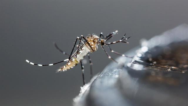 ΕΟΔΥ: Πρώτο κρούσμα λοίμωξης από ιό Δυτικού Νείλου την τρέχουσα περίοδο στην Ελλάδα