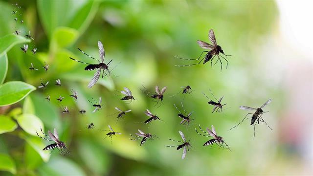 Καμπανάκι ΠΟΥ για τον Δάγκειο πυρετό - Σε ετοιμότητα ο ΕΟΔΥ