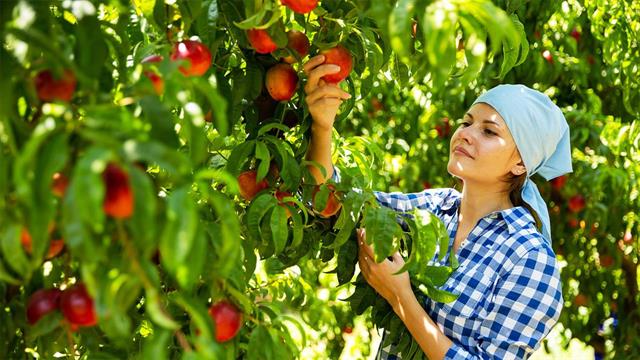 Νεκταρίνι: Ένας σπουδαίος φίλος της υγείας μας