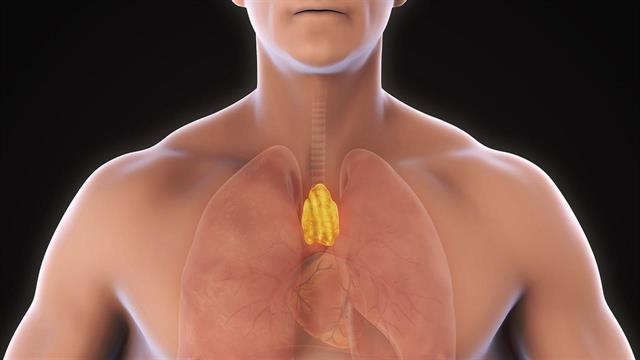 Ο θύμος αδένας είναι ζωτικής σημασίας για την υγεία [μελέτη]