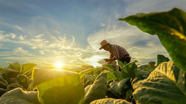 Πυρκαγιές και επιπτώσεις στη διατροφική αλυσίδα