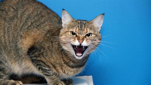 Βρετανία: Άνδρας δαγκώθηκε από γάτα και μολύνθηκε από άγνωστο βακτήριο