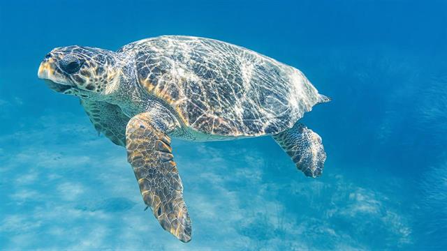 Ρεκόρ φωλιών caretta caretta φέτος στη Ζάκυνθο