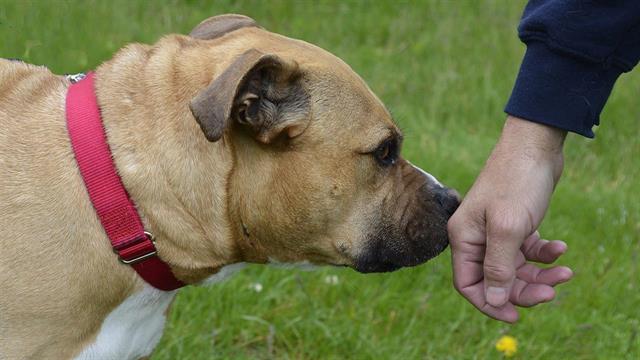 Οι σκύλοι μπορούν να διαγνώσουν την COVID-19 σε έναν άνθρωπο