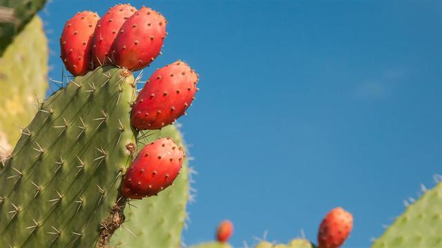 Φραγκόσυκο: Το φρούτο με την αγκαθωτή όψη και τη γλυκιά καρδιά που αγαπά την υγεία μας