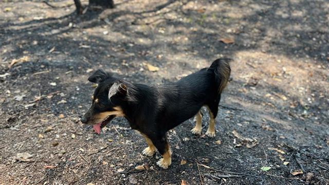 Ειδική Γραμματεία για την Προστασία των Ζώων Συντροφιάς: Οδηγίες για τον απεγκλωβισμό τους