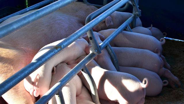 H Αυστρία προειδοποιεί για πανώλη των χοίρων στη νοτιοανατολική Ευρώπη