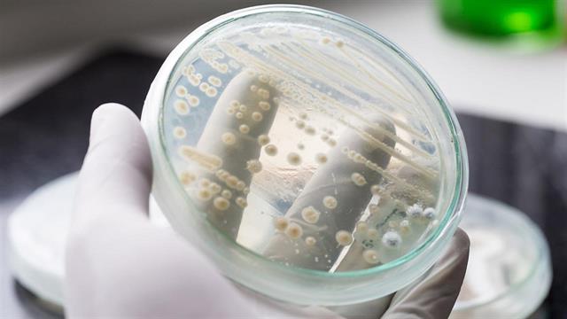 Το ανοσοποιητικό σύστημα βοηθά μύκητα να εξαπλωθεί στο σώμα