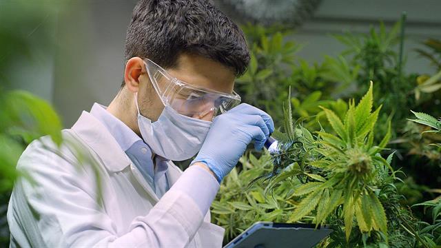 Υψηλό επιπολασμό  εξάρτησης από την κάνναβη αναφέρουν ασθενείς [έρευνα]