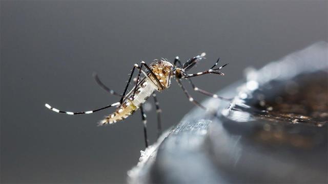 13 οι θάνατοι από ιό του Δυτικού Νείλου - Ποιες είναι οι περιοχές υψηλού κινδύνου