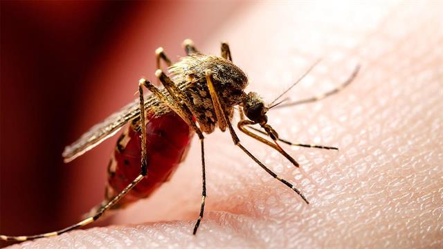 ΕΟΔΥ: 18 οι θάνατοι από τον ιό του Δυτικού Νείλου