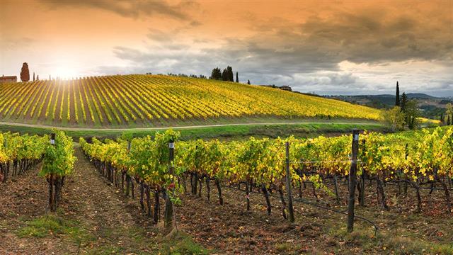 Τι συνδέει 6 θανάτους σε γαλλικούς αμπελώνες με τους 17 στον θεσσαλικό κάμπο