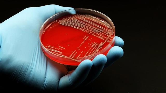 Νεότερο αντιβιοτικό φάνηκε αποτελεσματικό για δύσκολες λοιμώξεις στο αίμα από σταφυλόκοκκο