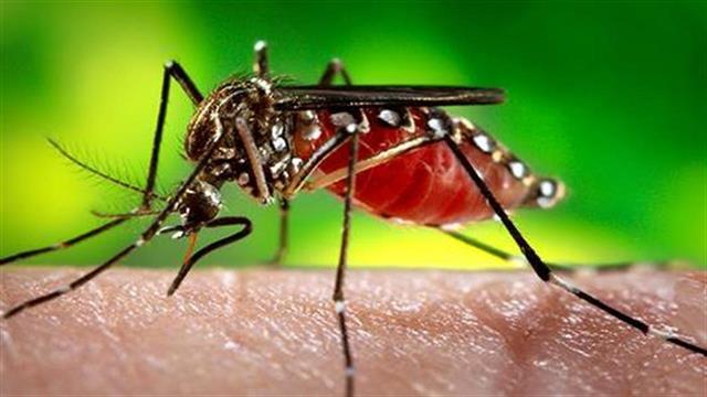 Χαμηλός ο κίνδυνος για τον ιό του Δυτικού Νείλου στη Θεσσαλία