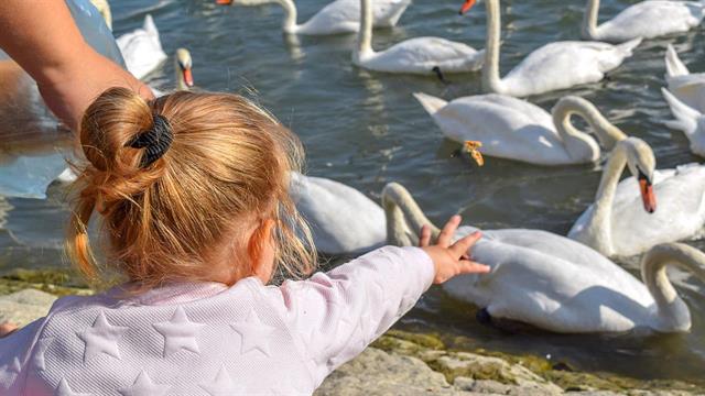 ECDC: Αυξημένη ετοιμότητα στα νοσοκομεία τον χειμώνα για γρίπη των πτηνών σε ανθρώπους
